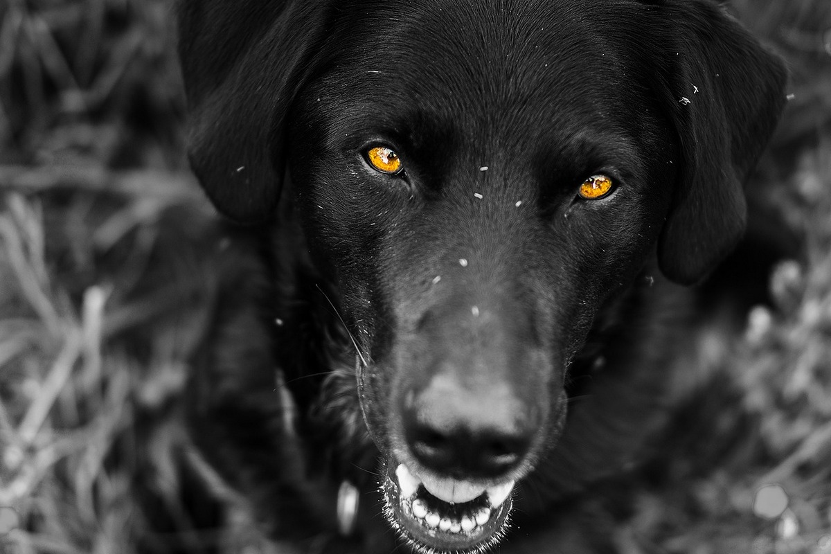 Verringert das Aufwachsen mit Hunden das Risiko, an Asthma zu erkranken?