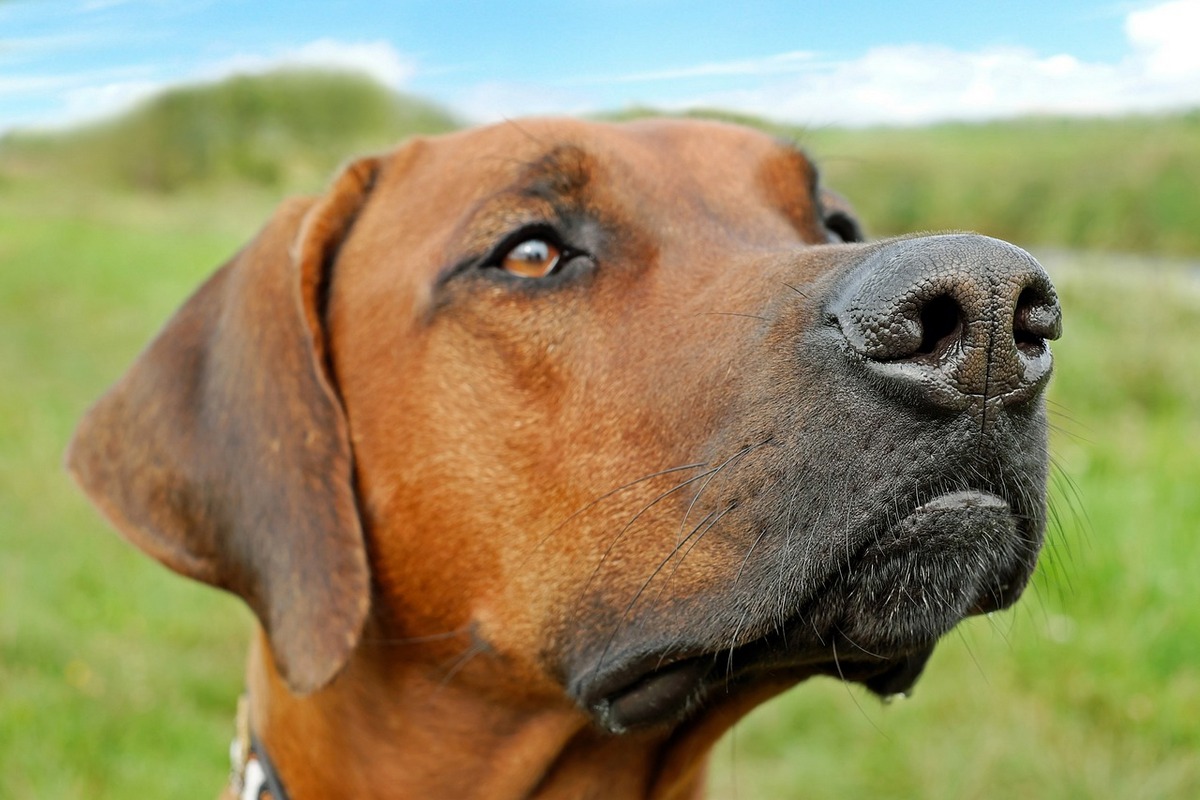 Was kann die Nase eines Hundes alles?