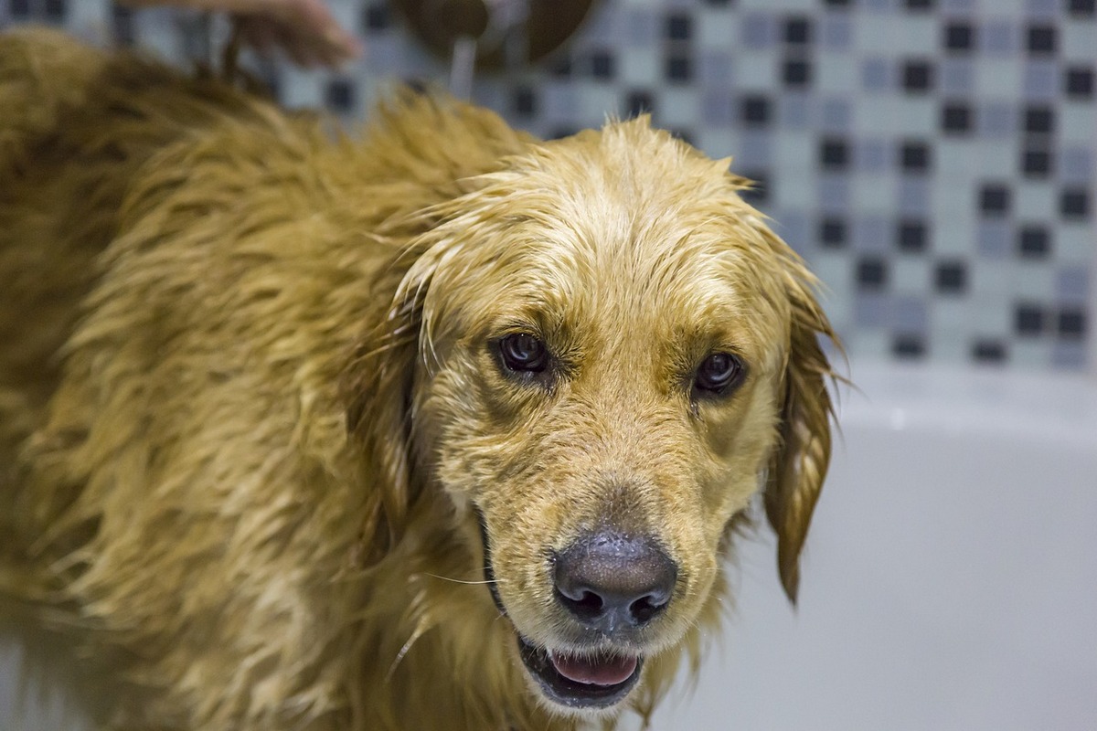 US-Bürger feiern den ‚National Golden Retriever Day‘