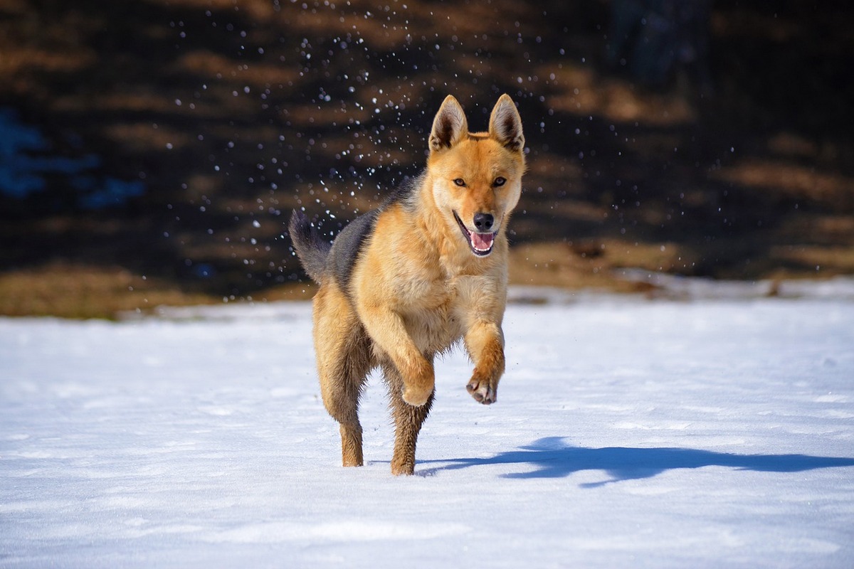 Wie überlebt man als Hund den Winter?