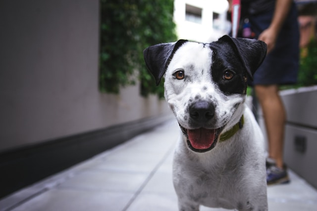 Wie findet man als Student Zeit für einen Hund?